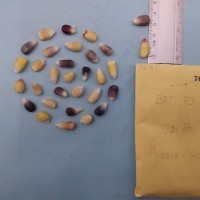 CIMMYTMA 7615 - Reference inventory.jpg