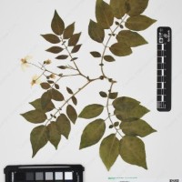 CIP 760304_HHCH 4727_02.jpg