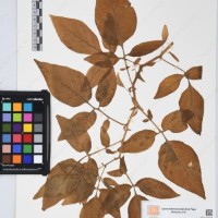 CIP 761394_OCH 12013_01.jpg