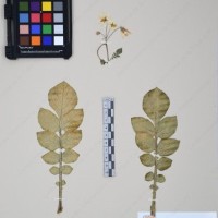 CIP 761452_OCH 12089_06.jpg