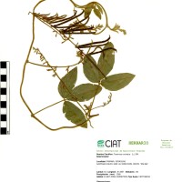7073 herbarium