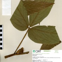 22058 herbarium