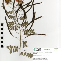 21274 herbarium