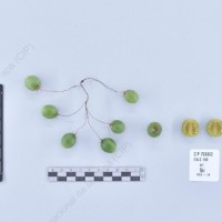 CIP 760862_VSLC 150_acl_B_2024.jpg