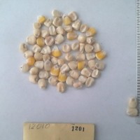 CIMMYTMA 1201 - Reference Inventory.jpg