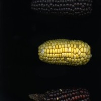 CIMMYTMA 12322 LIB. 93 TC22U-2903-29 E1.jpg