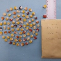 CIMMYTMA 7957 - Reference inventory.jpg