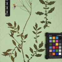 CIP 762633_OCHS 12602_13.jpg