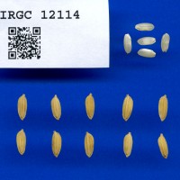 IRGC 12114 Seed Photo