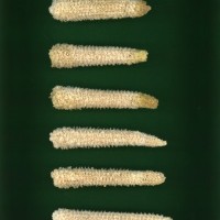 CIMMYTMA 24622 PUEB 280 BA22U-2903-12 C.jpg