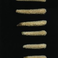 CIMMYTMA 26953 TLAX 410 TC24U-2903-293 C.jpg