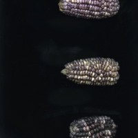 CIMMYTMA 18977 BOZM 1498 TC22U-2903-65 E.jpg