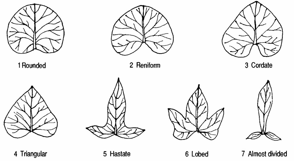 Original language