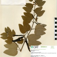 17399 herbarium