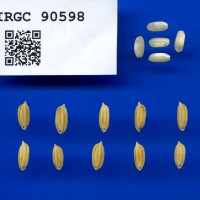 IRGC 90598 Seed Photo
