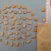 CIMMYTMA 5666 - Reference Inventory.jpg