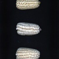 CIMMYTMA 266 OAXA 50 AF19A-0903-207 E.jpg