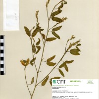 14179 herbarium