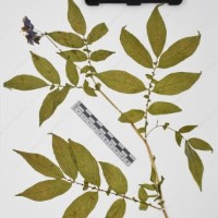 CIP 765722_RPSP 034_02.jpg