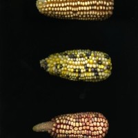 CIMMYTMA 7748 PUEB 739 BA24U-2903-132 E1.jpg