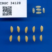 IRGC 34128 Seed Photo