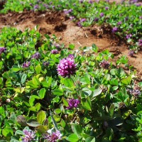 Trifolium mattorolianum 9997 flower.JPG