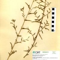 17336 herbarium