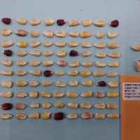 CIMMYTMA 16596 - Reference Inventory.jpg