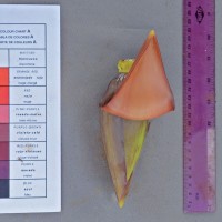 6.5.5 - Colour of the bract internal face