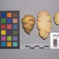 CIP 203039 Tuber