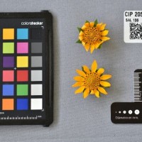 CIP 205023 (flower).jpg