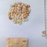 CIMMYTMA 101 - Reference Inventory.jpg