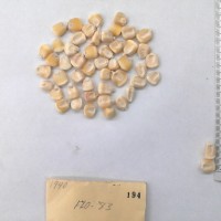CIMMYTMA 194 - Reference Inventory.jpg