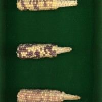 CIMMYTMA 26632 ARZM 05 080 AF19A-0903-172 E1.jpg