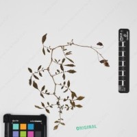 CIP 762915_SSTH 7397_02.jpg