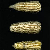 CIMMYTMA 7731 PUEB 522 BA24U-2903-207 E.jpg