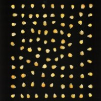 CIMMYTMA 6268 BOLI 1063 AF17A-0903-96 K.jpg