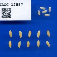 IRGC 12887 Seed Photo