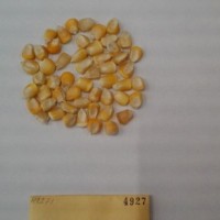 CIMMYTMA 4927 - Reference Inventory.jpg