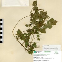 916 herbarium