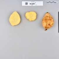 CIP 420130 (root).jpg