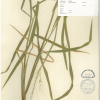IRGC 100898 Herbarium