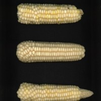 CIMMYTMA 3923 PARA 132 AF19A-0903-101 E.jpg