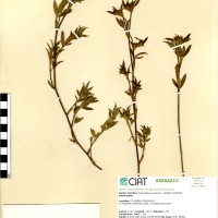 1831 herbarium