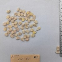 CIMMYTMA 822 - Reference Inventory.jpg