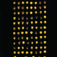 CIMMYTMA 21477 PAZM 05068 AF18A-0903-3 K.jpg