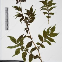 CIP 765705_RPSP 017_03.jpg