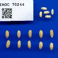 IRGC 70244 Seed Photo