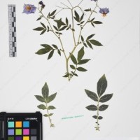 CIP 761450_OCH 12086b_03.jpg