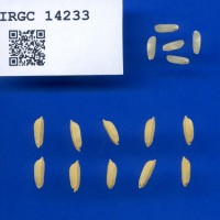 IRGC 14233 Seed Photo